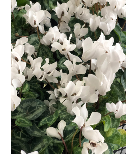 White Cyclamen Plant