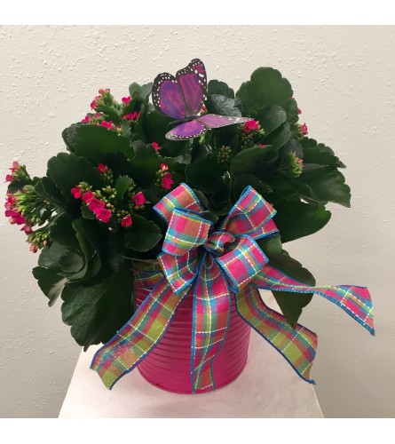 Kalanchoe in Tin