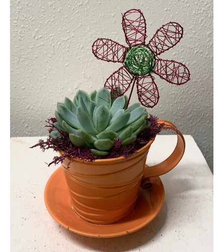 Take a Break Succulent