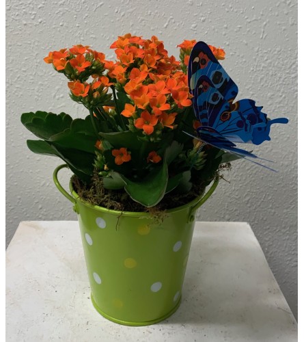 Mini Kalanchoe