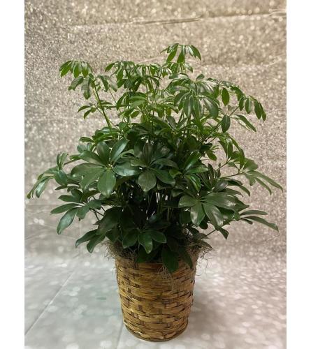 Green Schefflera Plant