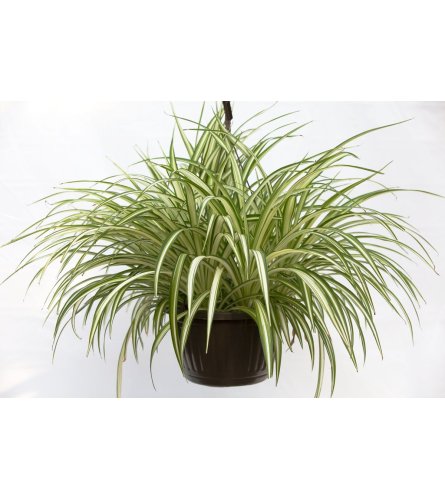 SPIDER PLANT HANGING BASKET