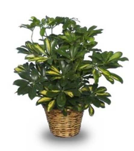 DWARF SCHEFFLERA FSN
