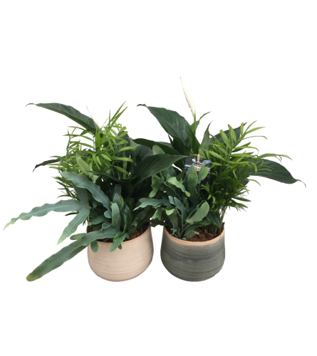 Calm Peace Lily