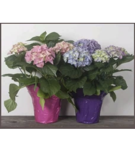 Blooming  Hydrangeas