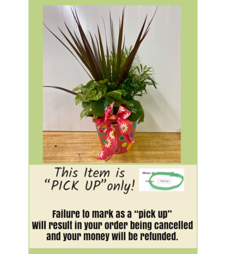 Planter in a Colored Pot