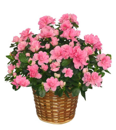 Single Blooming Azalea Basket