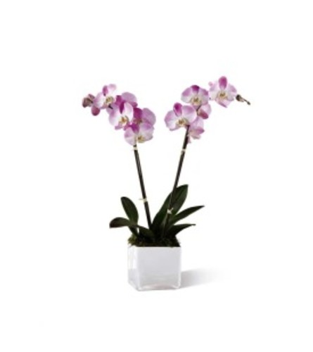 Pink Orchid Planter