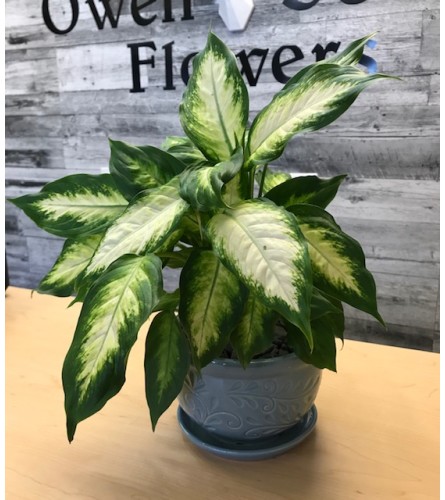 Dieffenbachia Tropical Plant