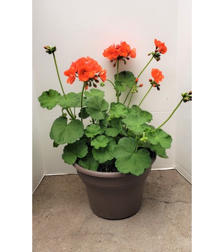 Potted Geranium