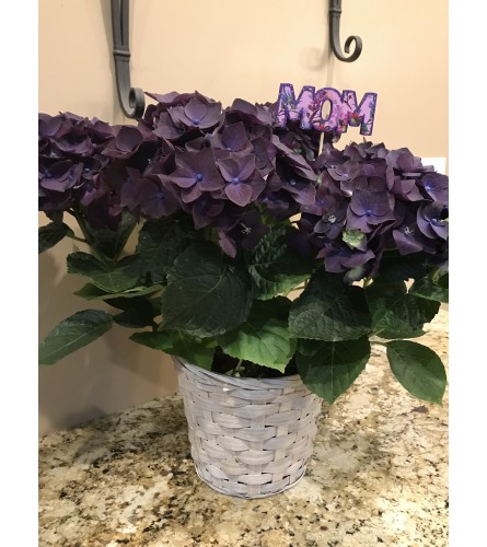 Purpler Hydrangea. An arrangement by Blossoms On The Trail.