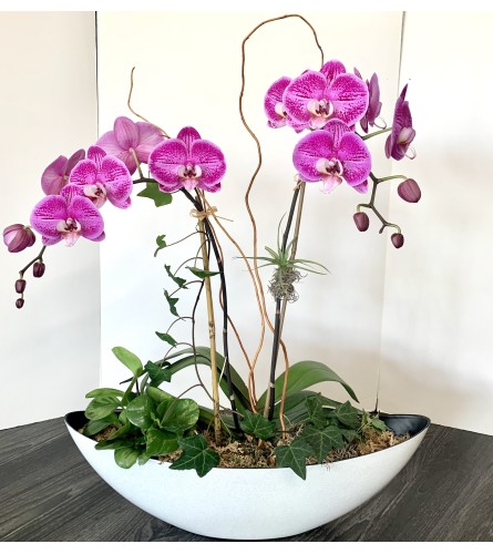 Modern Orchid