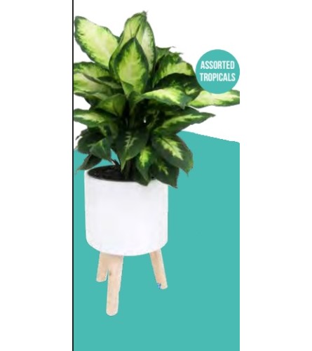 Tropical Plant with Stand