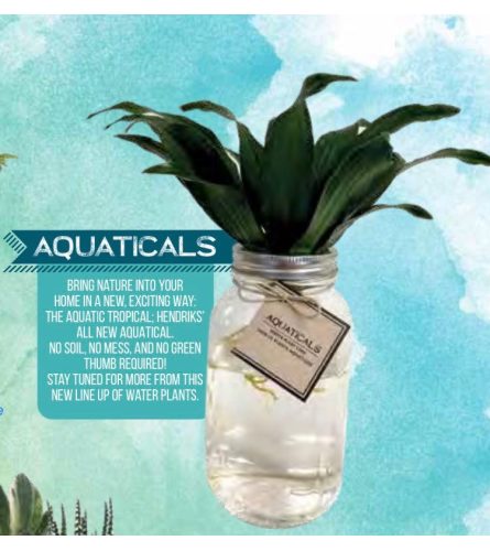 "Aquaticals" The Aqua Plant