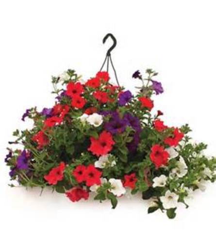 12" Combo Outdoor Hanging Basket