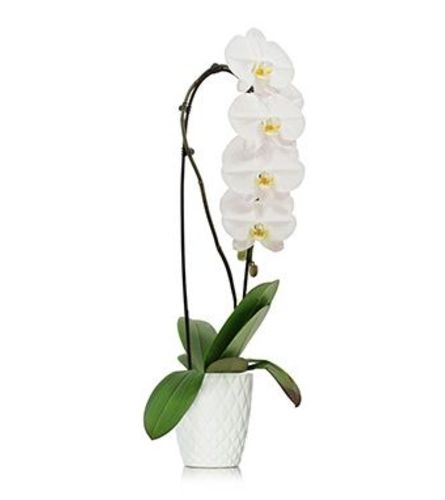 White Waterfall Orchid Plant