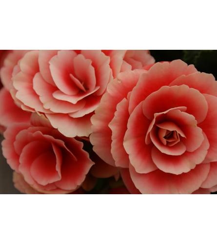 Florist's Choice Blooming Plant