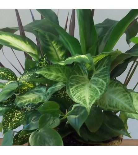Florist's Choice Green Plants