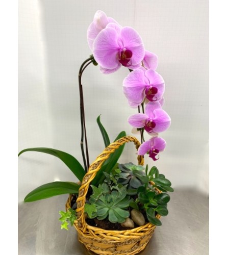 Orchid and Succulents Garden
