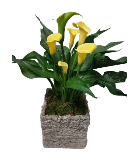 Classic Calla Lilly - Deluxe. An arrangement by Harriet's Flower and Gift Shop.