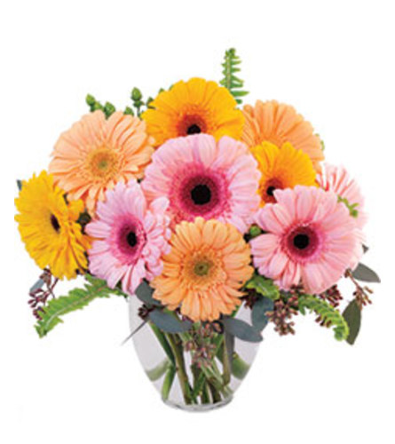 Grand Gerberas