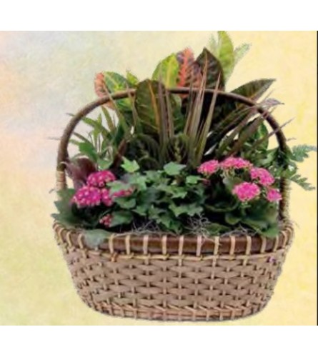 Drake Indoor Garden Basket