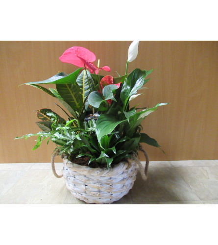 Rope Planter