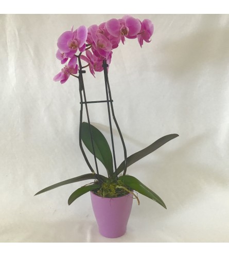 Phalaenopsis Orchid for Mom