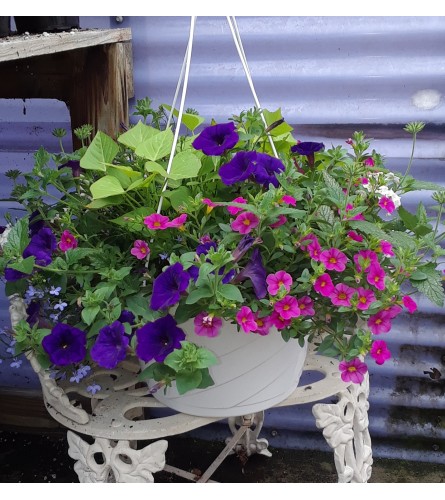 Flowering potted Hanging Basket