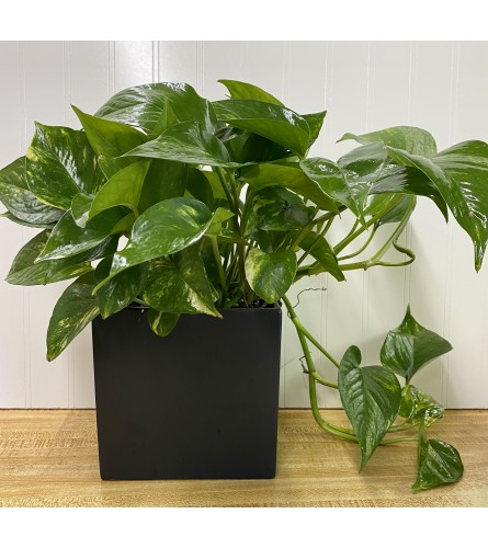 Pothos-6" Pot