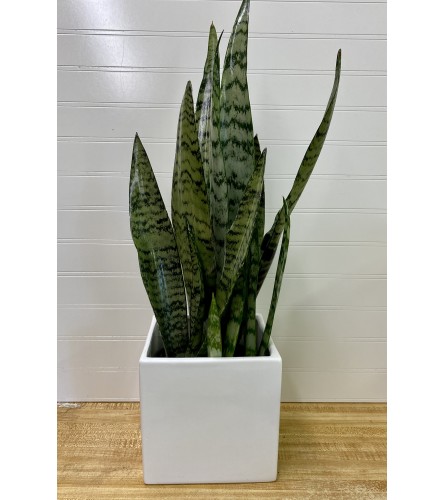 Sanseveria (Snake Plant)-6" Pot