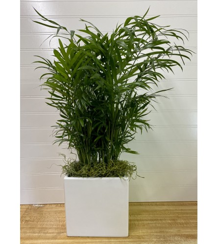 Feathery Palm-6 " Pot