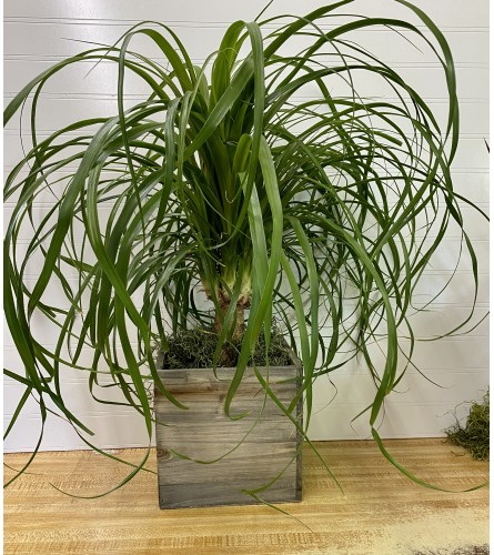 Pony Tail Palm-6 " Pot