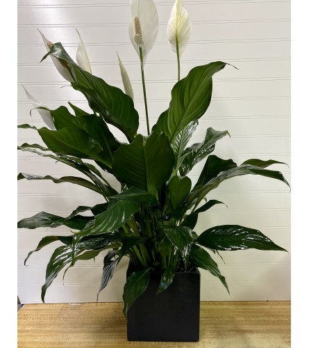 Spath-Peace Lily Plant-6” Pot