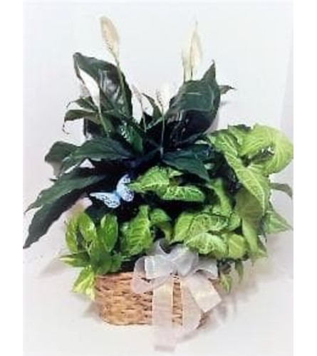 Triple Basket of Plants