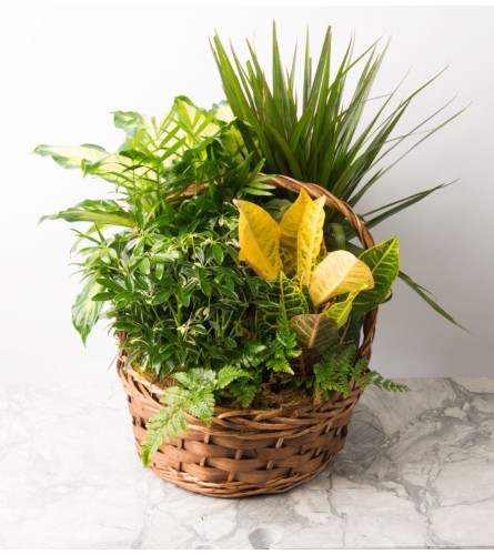 Florists Choice-Planter in Basket B