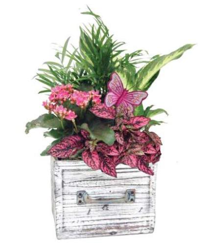 Rustic drawer garden