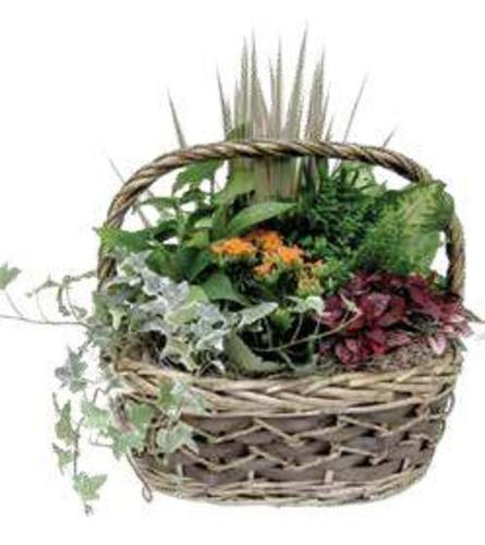 Nature in a Basket