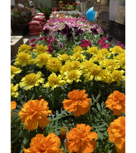 Flat of Assorted Annuals - 6 packs