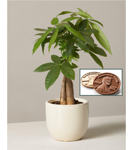 Money Tree-6" Pot