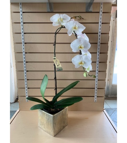 Elegant White Phaleonopsis