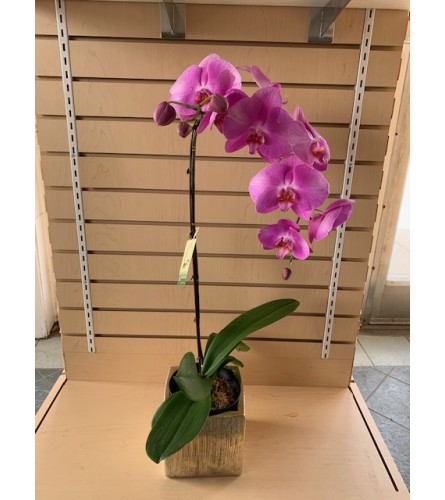 Pretty Purple Phaleonopsis