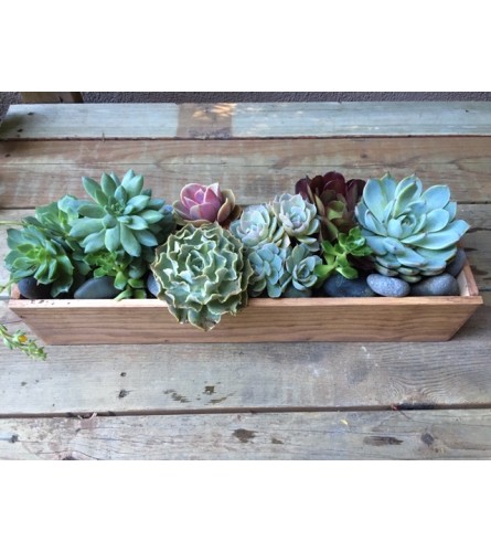 Succulent Garden by Passion Flowers