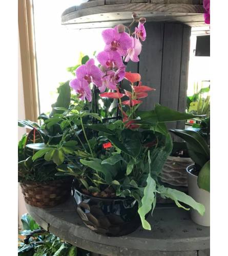 Orchid And Anthurium Planter.