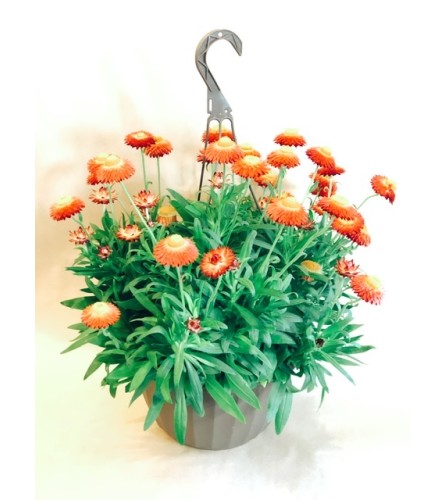 Strawflower Hanging Basket