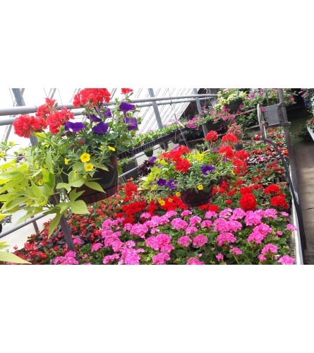 Outdoor Sunny Hanging Baskets