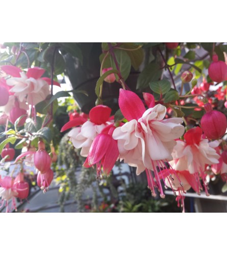 Outdoor Fuchsia Hanging Basket. An arrangement by Thompson's Full Bloom.