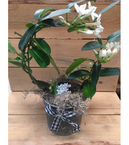 Stephanotis plant with bow and wrap