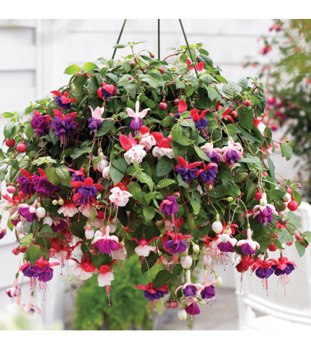 Hanging Basket