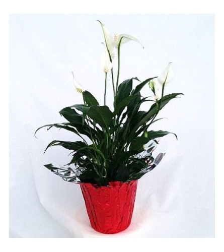 Potted Peace Lily